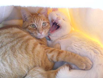 あくびのキティさん