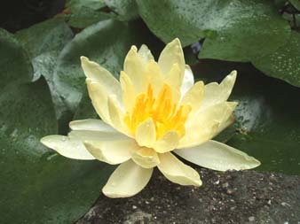 ハスの花？？