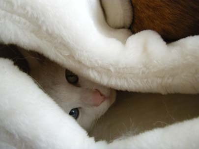 つぶれてます・・