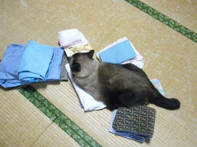 洗濯ものの上に