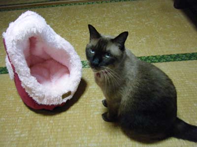 きららさん