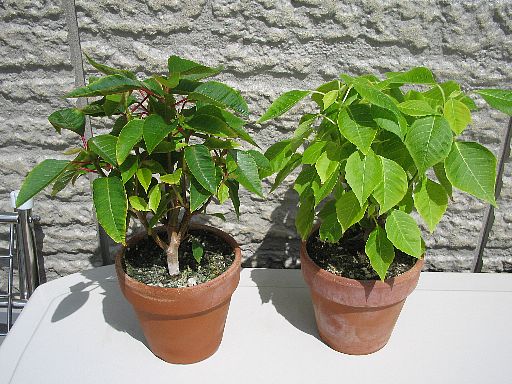 ポインセチア短日処理開始
