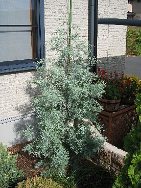 ブルーアイス20061112