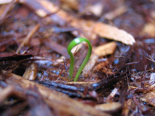 種まきユリ発芽 てきとう園芸日記 楽天ブログ