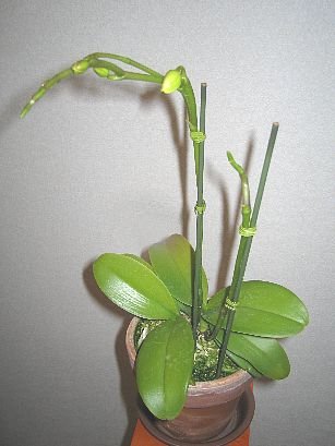 Phalaenopsis2007012701