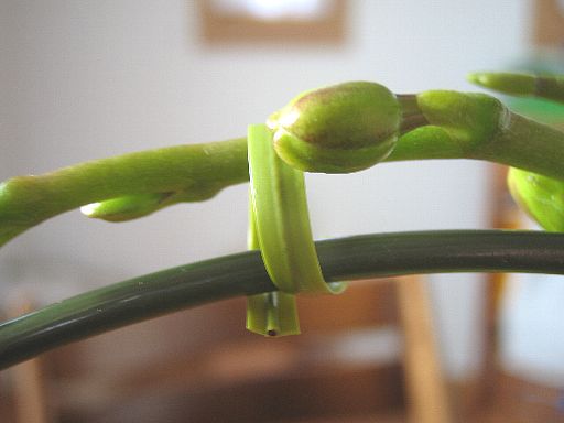 Phalaenopsis2007012704