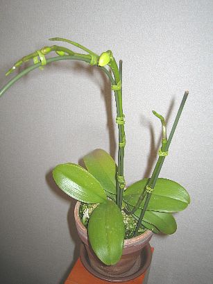 Phalaenopsis2007012705