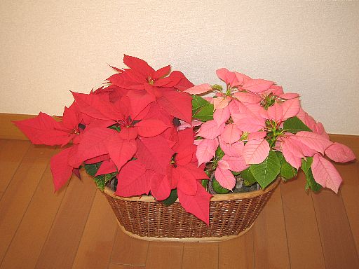 ポインセチア2006121501