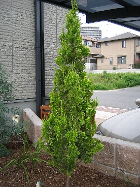 コリンスゴールド