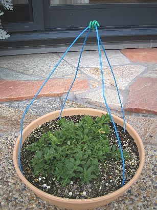 スーパーチュニア20061123