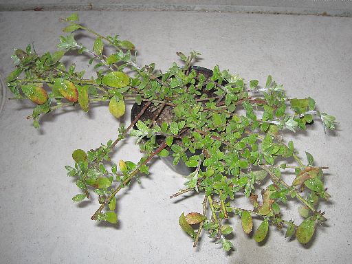 アメリカンブルー2006120901