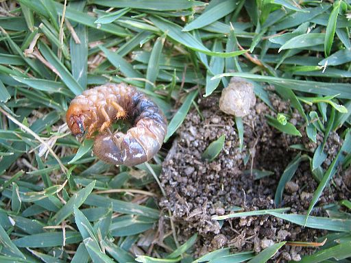 蜂 虻 てきとう園芸日記 楽天ブログ