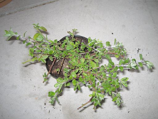 アメリカンブルー2006120903