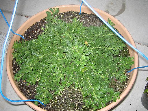 スーパーチュニア2006120901