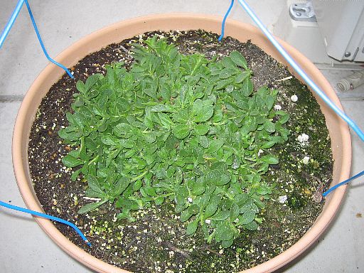 スーパーチュニア2006120902