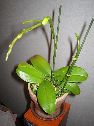 Phalaenopsis2007012402