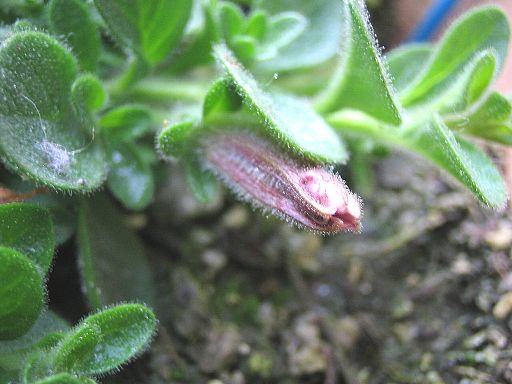 スーパーチュニア2006120903