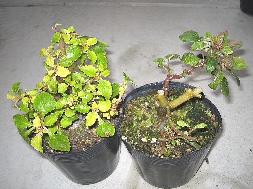 フィエスタ20061209