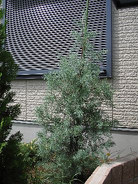 ブルーアイス03