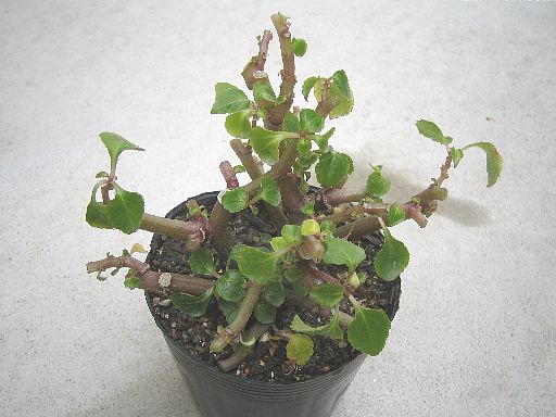 スターダストサーモン2006111802