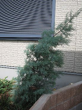 ブルーアイス02