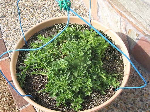 切り戻し前20070120