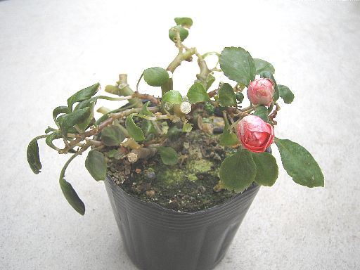 ディープオレンジ20061118