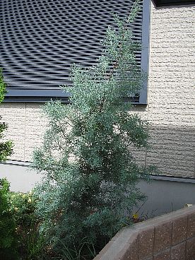 ブルーアイス01