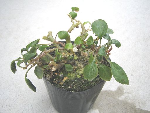 ディープオレンジ2006111802