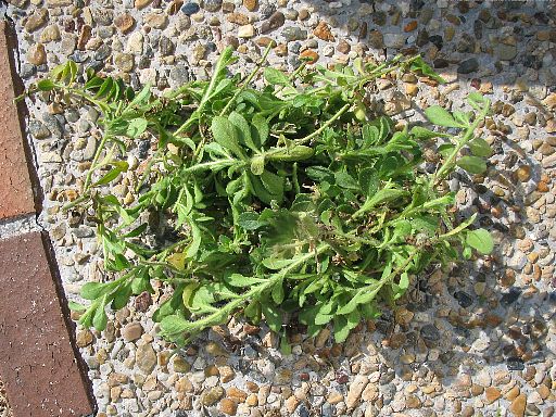 切り戻し20070120