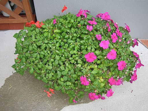 インパチェンス20061118