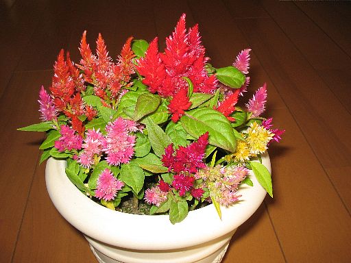 ケイトウ20061003裏
