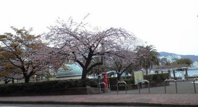マリンスパ熱海の桜‘