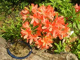 s-2春１４.jpg