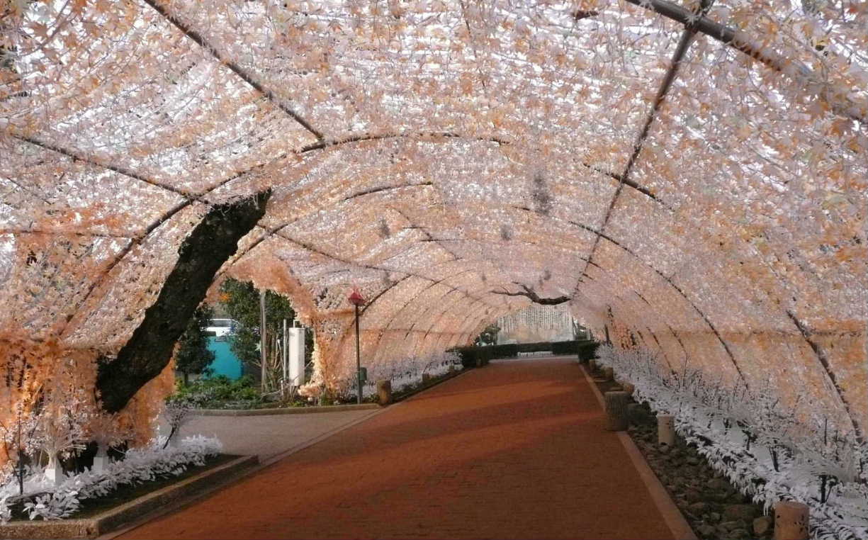 イルミネーションﾛｰﾄﾞ昼02