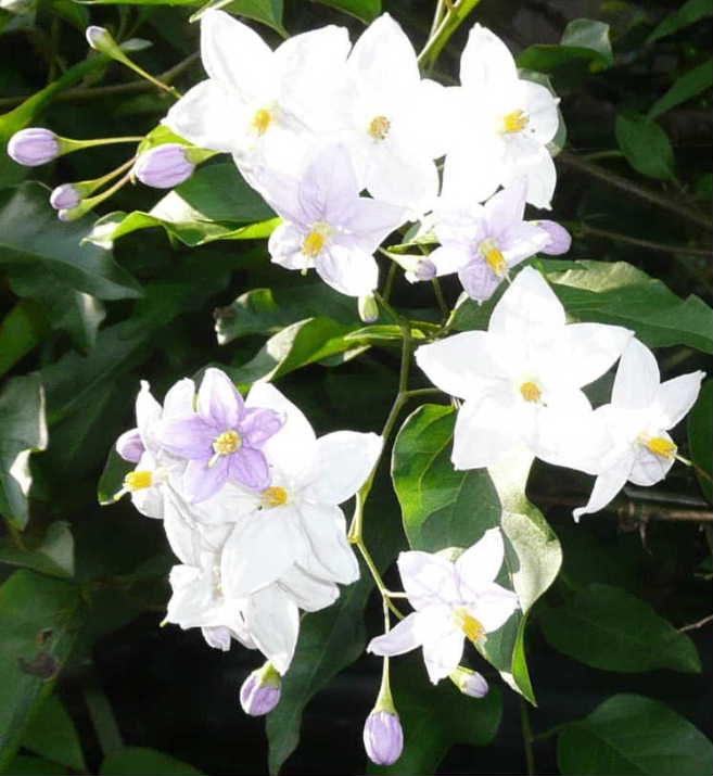 花14