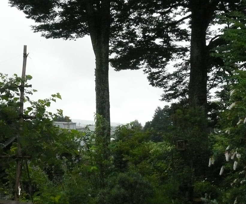 居間からの景色