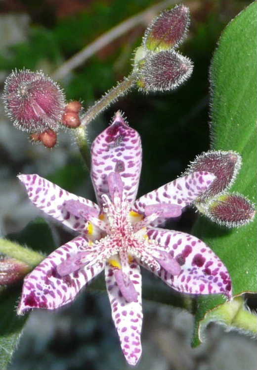 花16