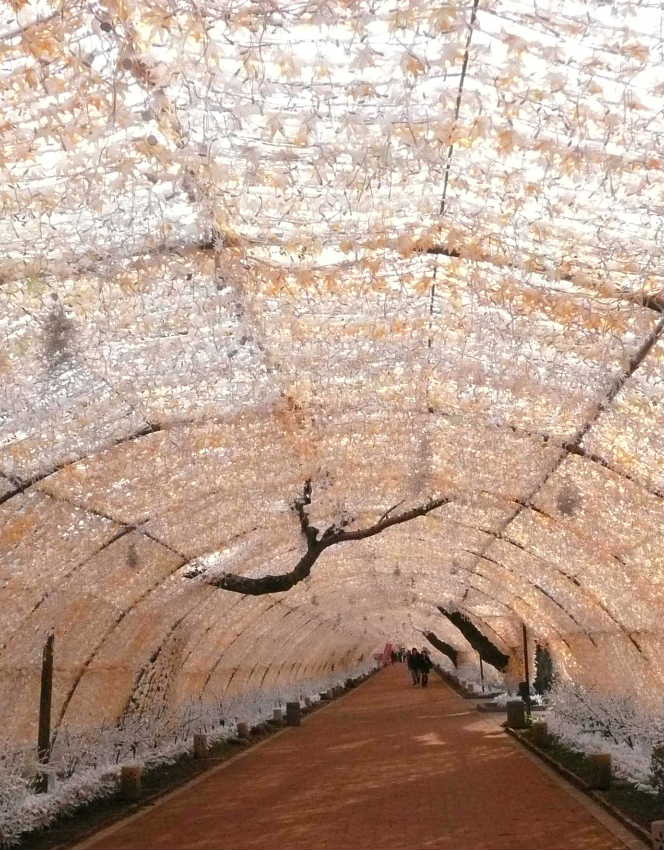 イルミネーションﾛｰﾄﾞ昼01