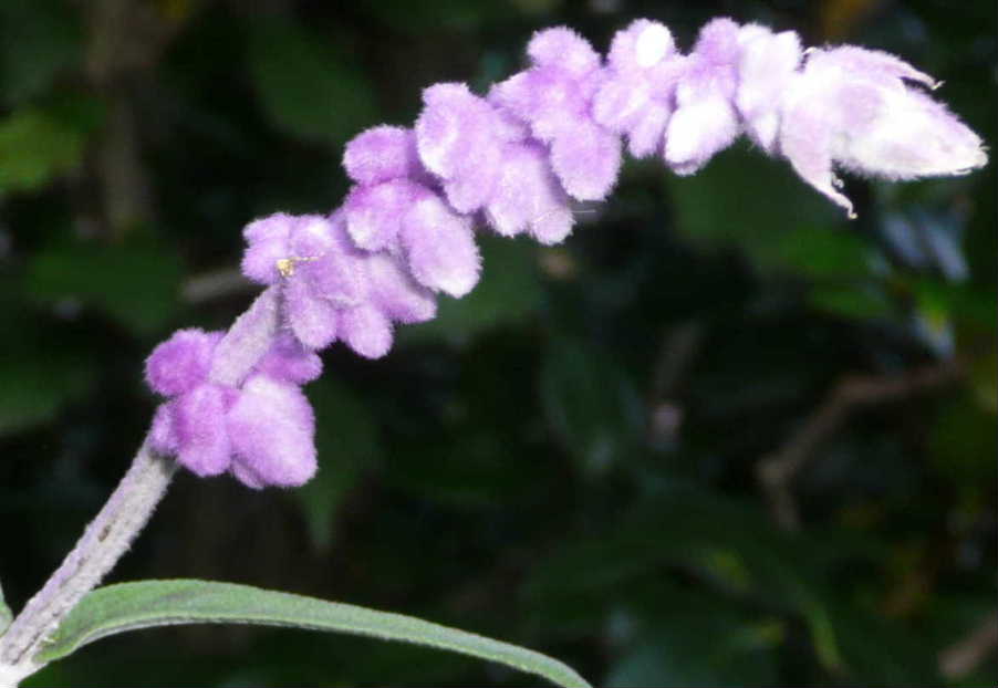 花17