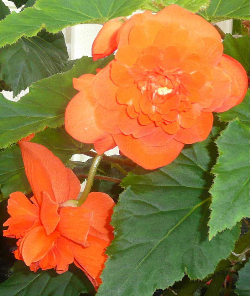 公園21花08