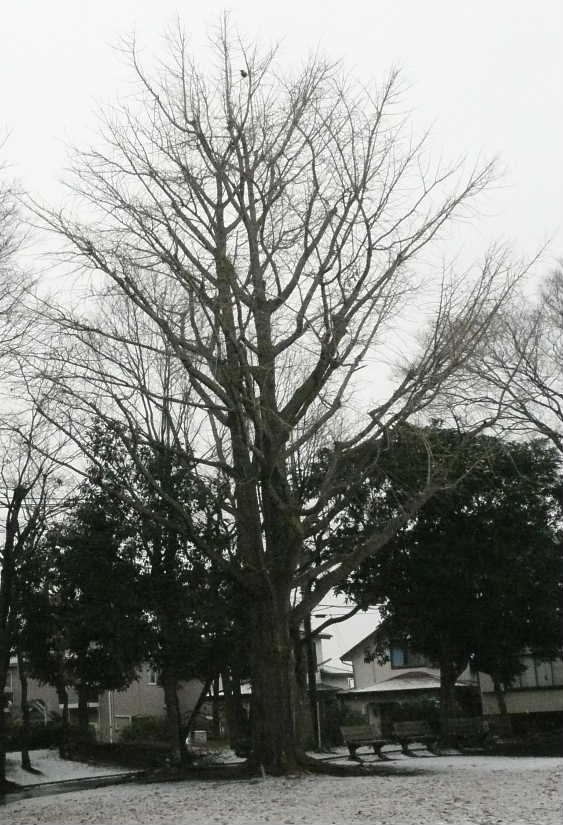白百合公園初雪
