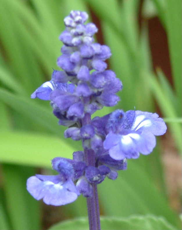 ブルーフラワー