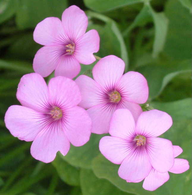 ピンクフラワー