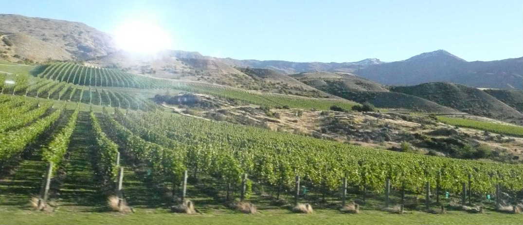 クロムウェル果実畑