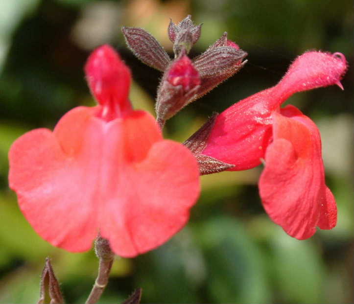 チェリーセージ