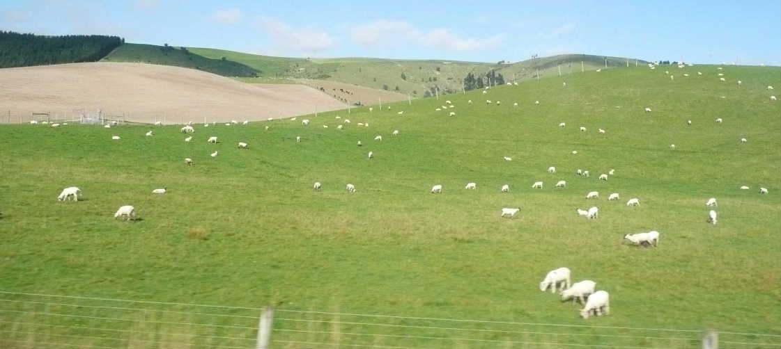 羊牧場04