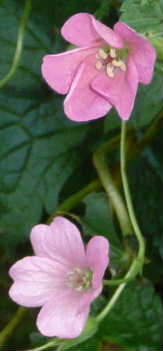 紫花