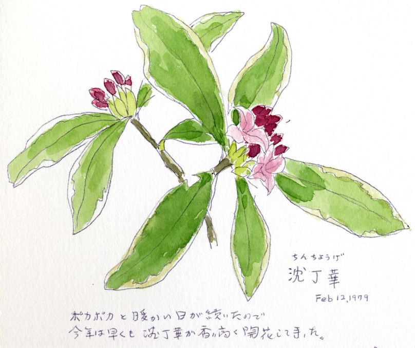 沈丁花