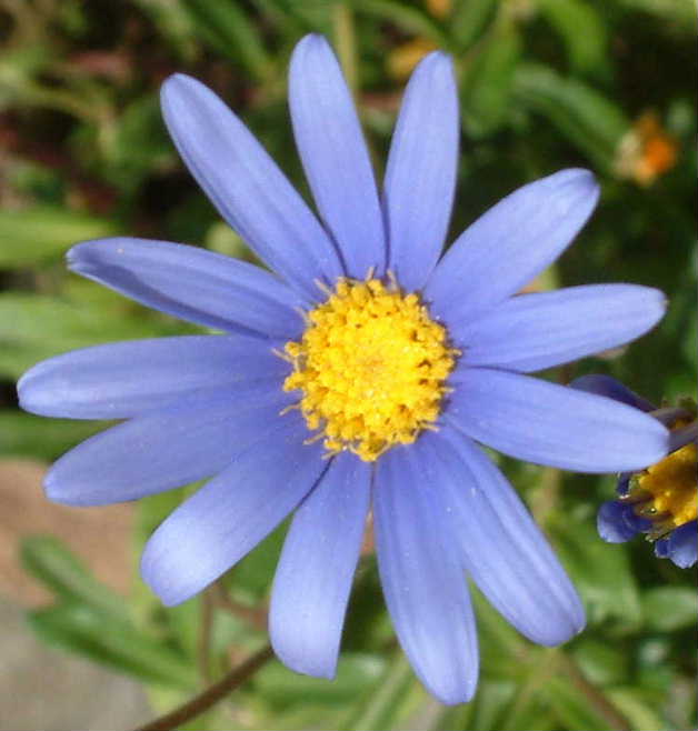 ブルーデイジー